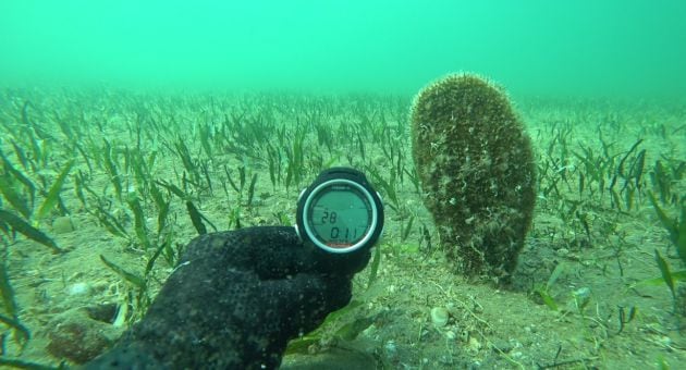 Los 70 ejemplares, que fueron localizadosen la zona sur de la isla Perdiguera, convierten a esta colonia en una de las más numerosas encontradas hasta ahora