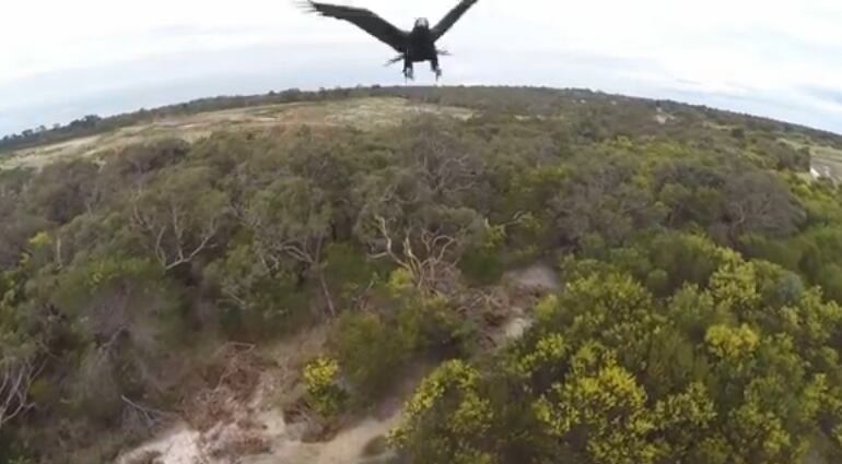 Un águila ataca un dron en pleno vuelo