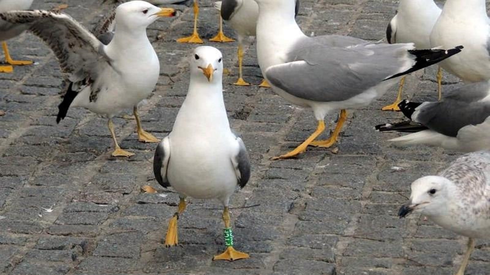 Gaviotas.