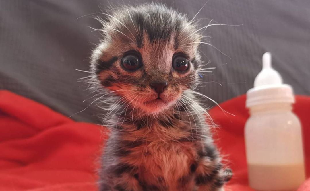 El gato fue abandonado hace apenas unas semanas