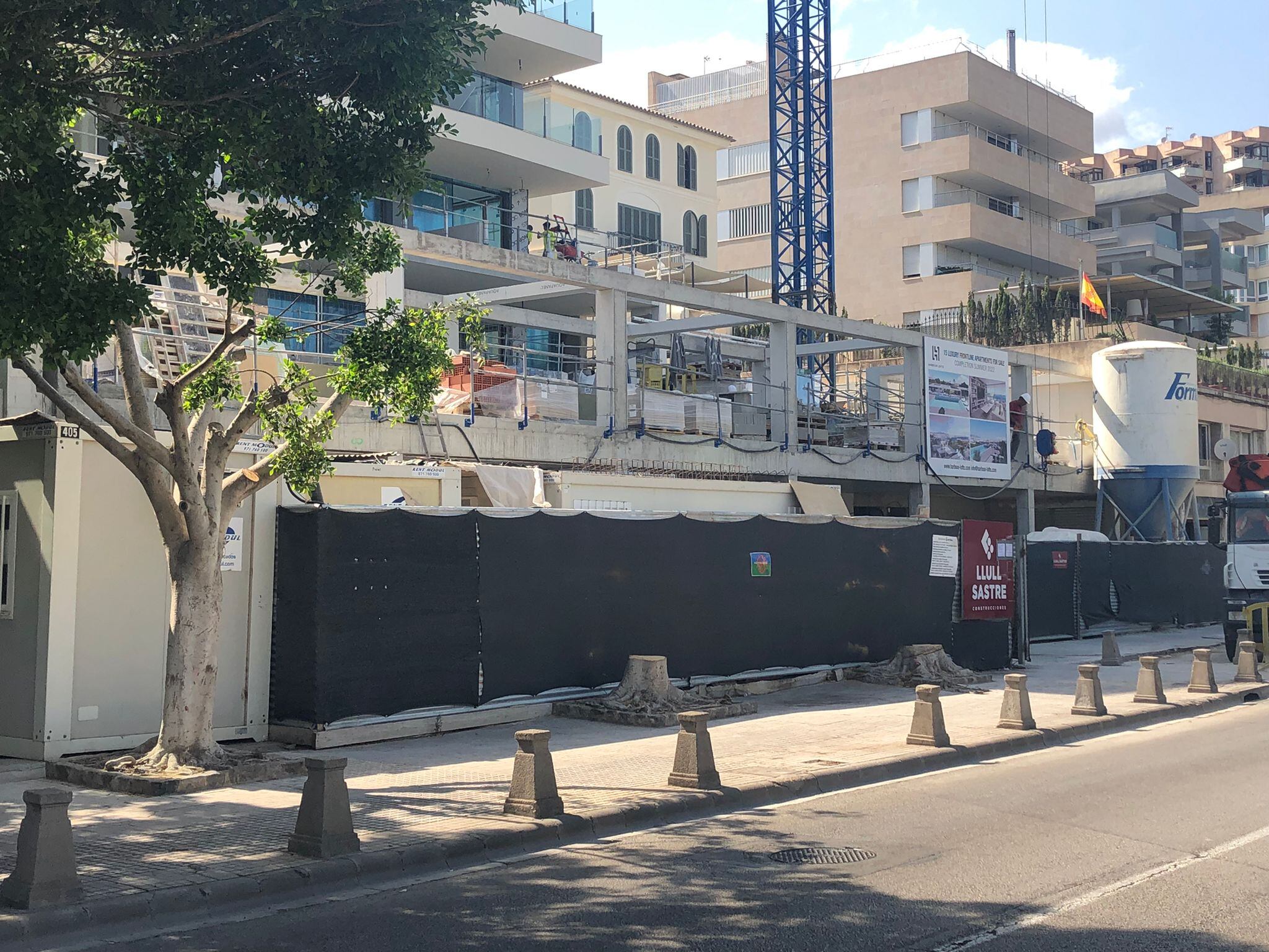 Árboles talados en el Paseo Marítimo de Palma