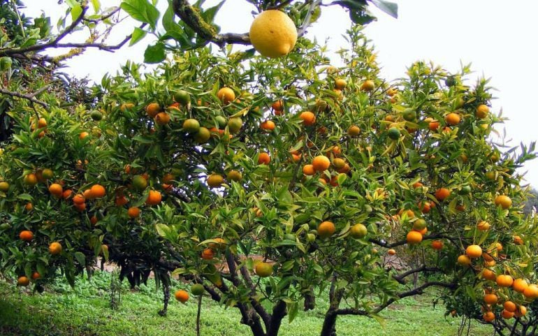 Imagen de un campo de naranjos 