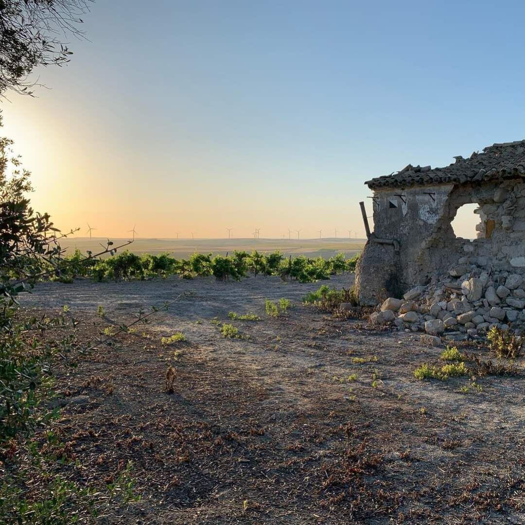 Viñedo en Jerez