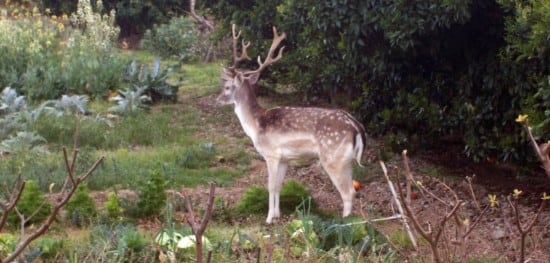 Un exemplar de cérvol