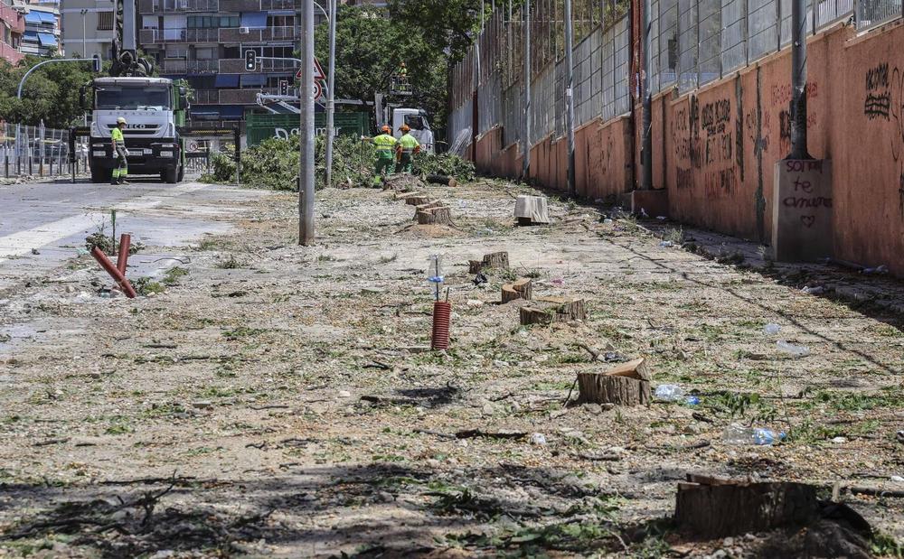 Detalle de cómo ha quedado la zona donde estaban plantadas 72 melias