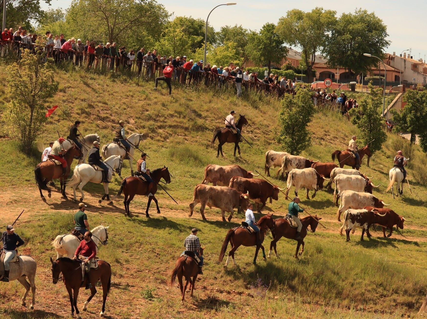 Encierros por el campo en El Casar (Guadalajara)