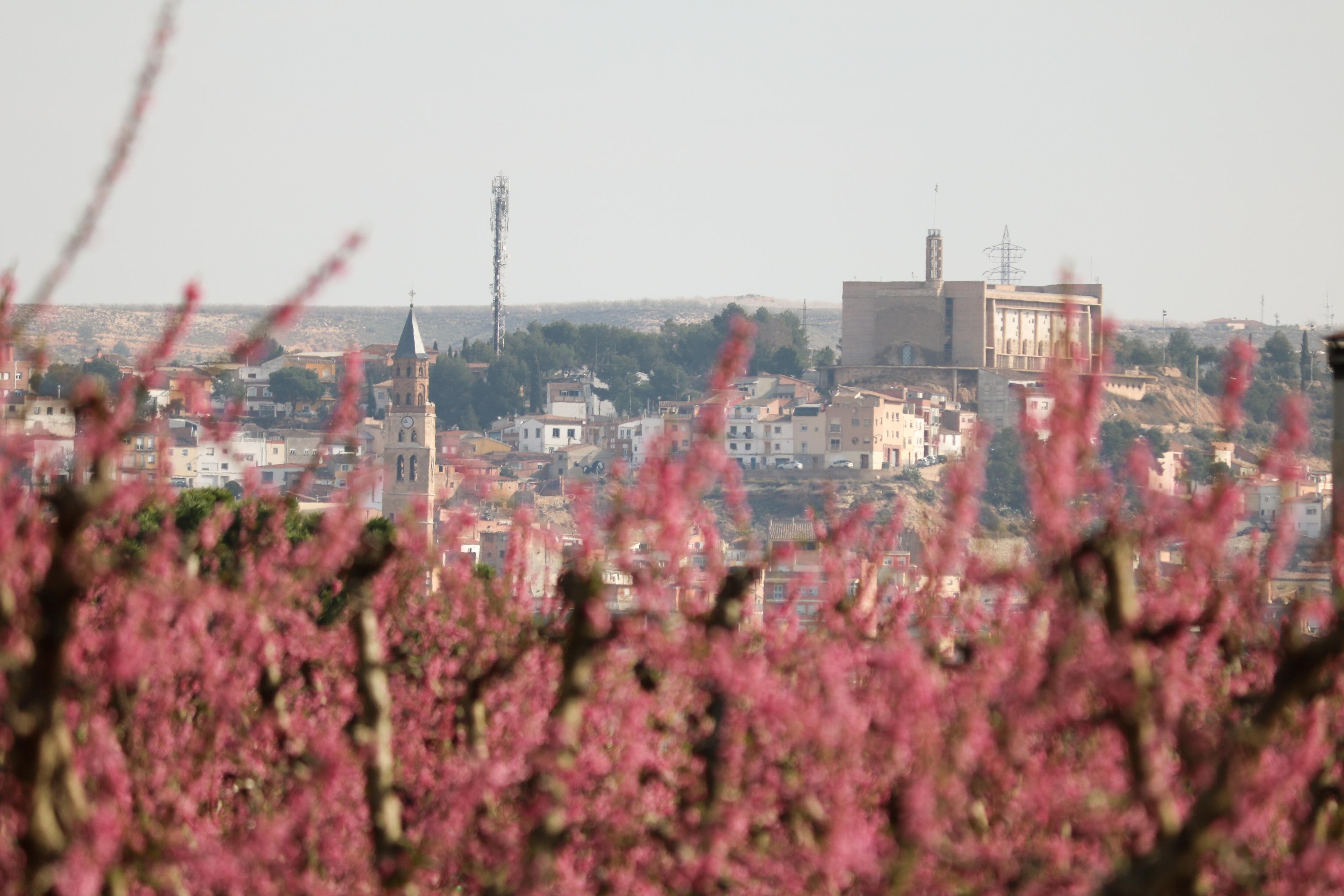 Imagen de la floración de los campos de árboles frutales. Foto: Ayto. de Fraga