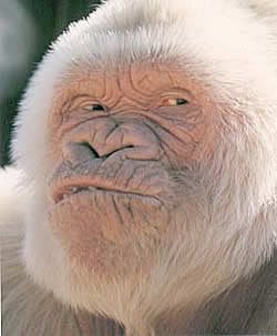 "Copito de Nieve" sufría un cáncer de piel y los médicos han decidido evitar una lenta agonía.