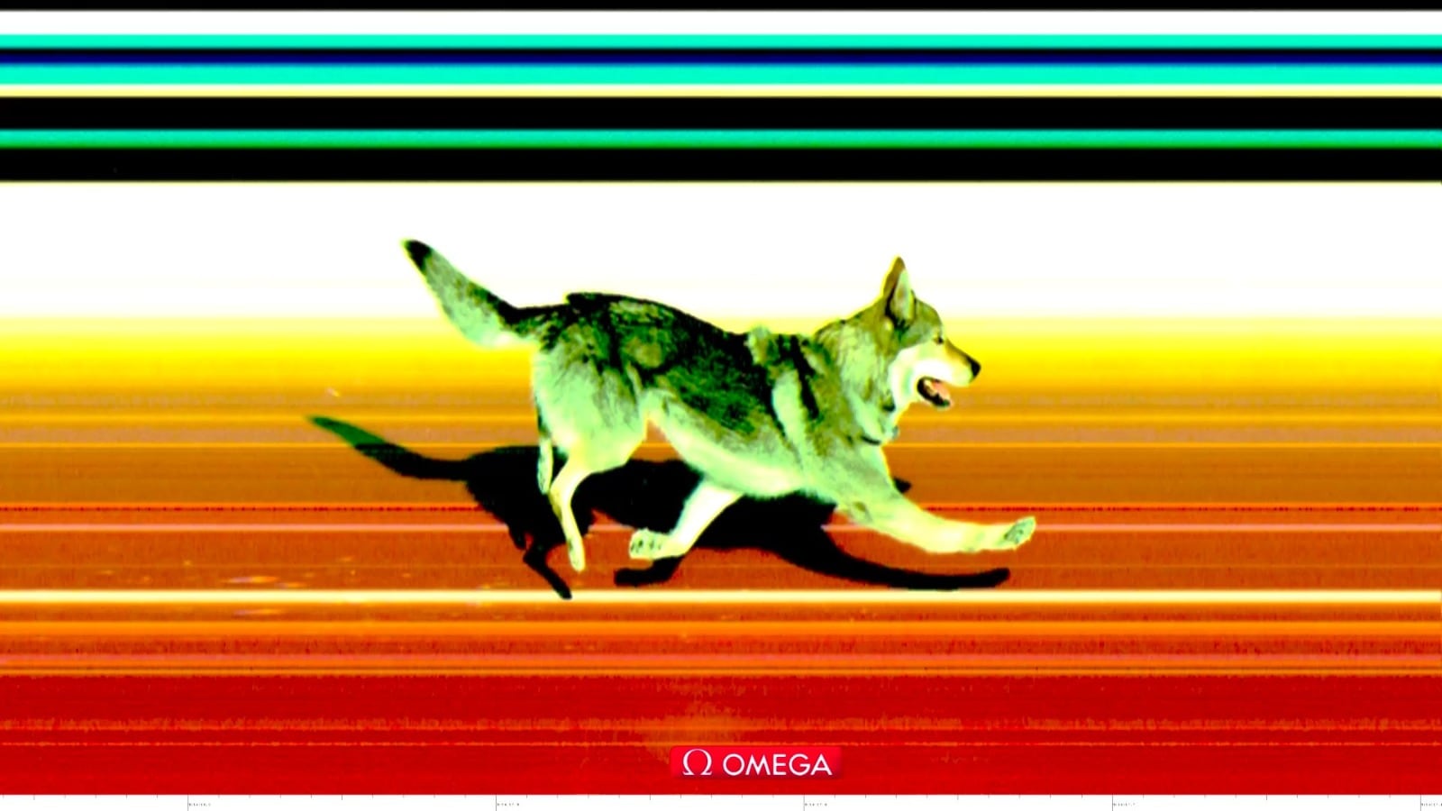 Nazgul, perro lobo que se ha colado en una prueba de los Juegos Olímpicos de Invierno