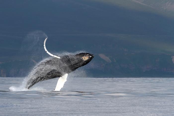 Ballena jorobada saltando cerca de la isla de Bering, Kamchatka. Autora: Olga Filatova, Universidad del Sur de Dinamarca.