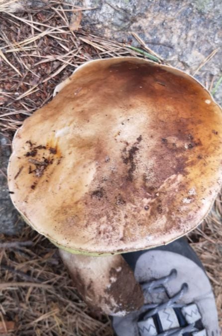 Boletus edulis en un pinar.