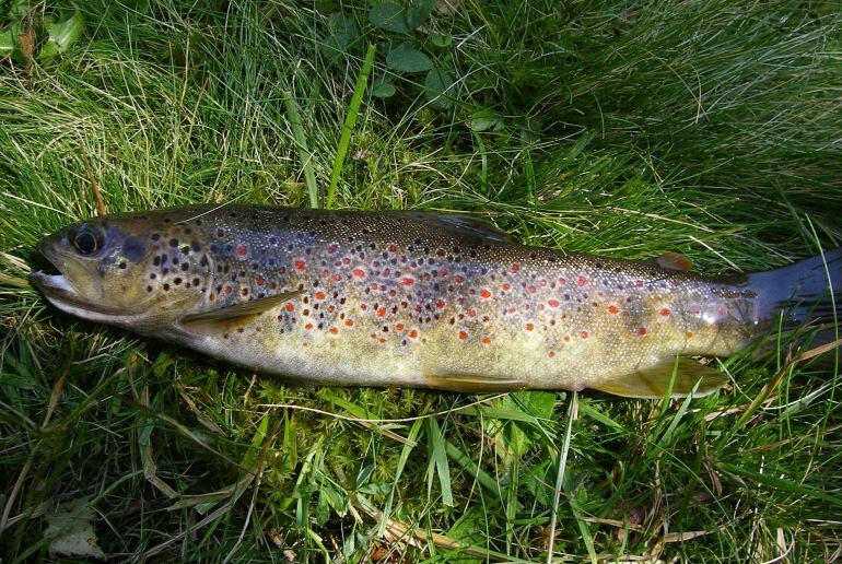 Un exemplar de truita autòctona