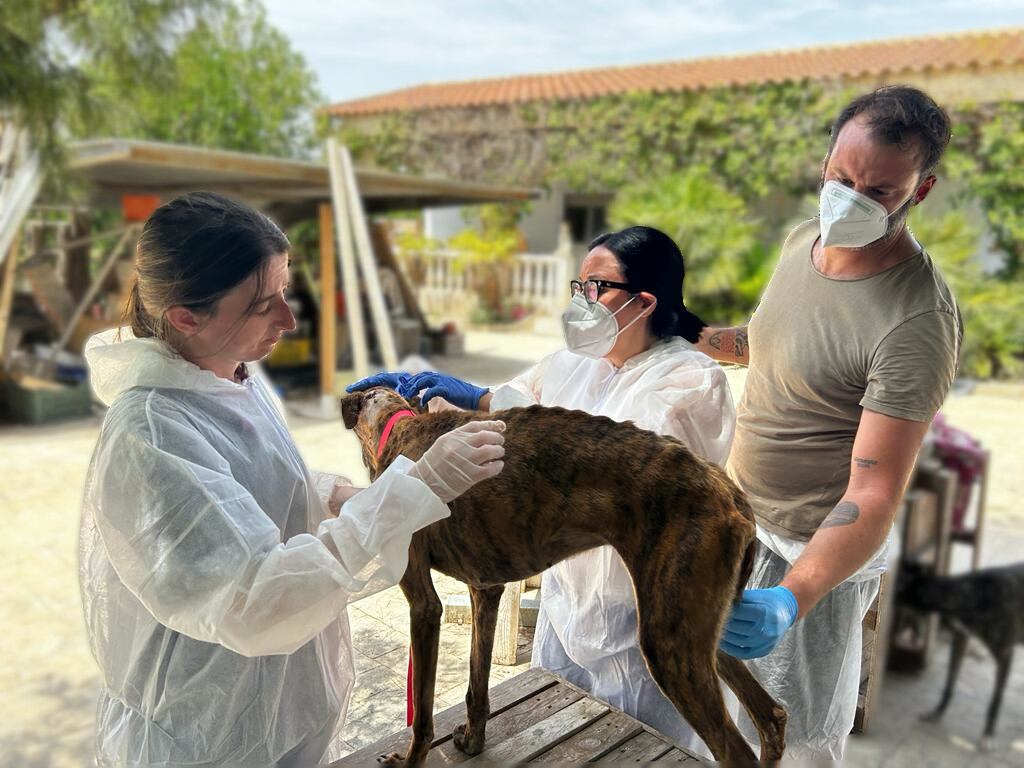 La Policía ha detenido al dueño de la vivienda, donde canes y gatos convivían con cadáveres de otros animales en condiciones insalubres