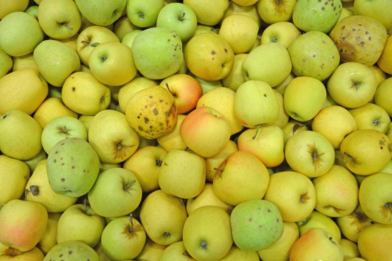 Molta fruita es malbarata per criteris estètics o pels preus baixos que es paguen als agricultors