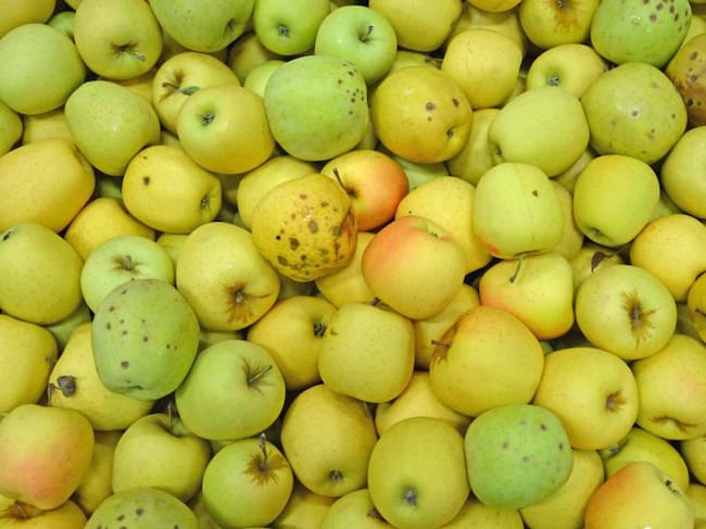 Molta fruita es malbarata per criteris estètics o pels preus baixos que es paguen als agricultors