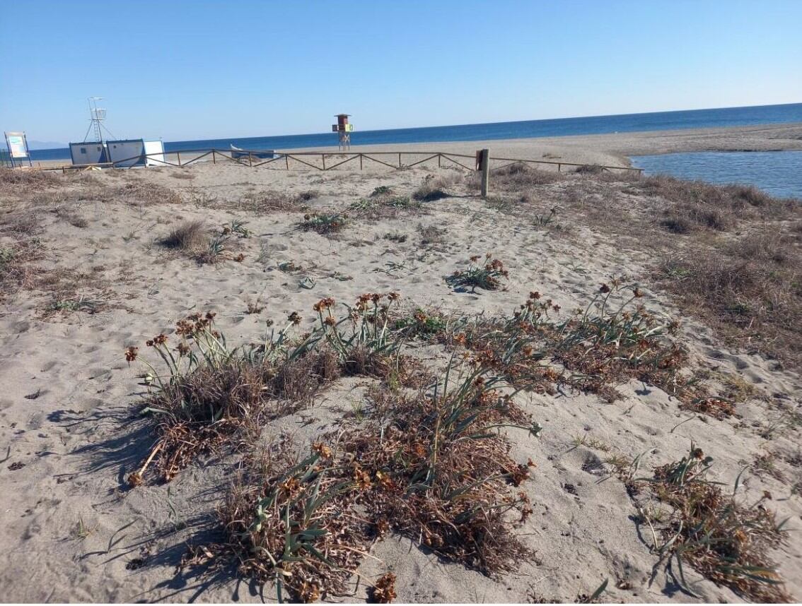 Dunas de la playa de Levante