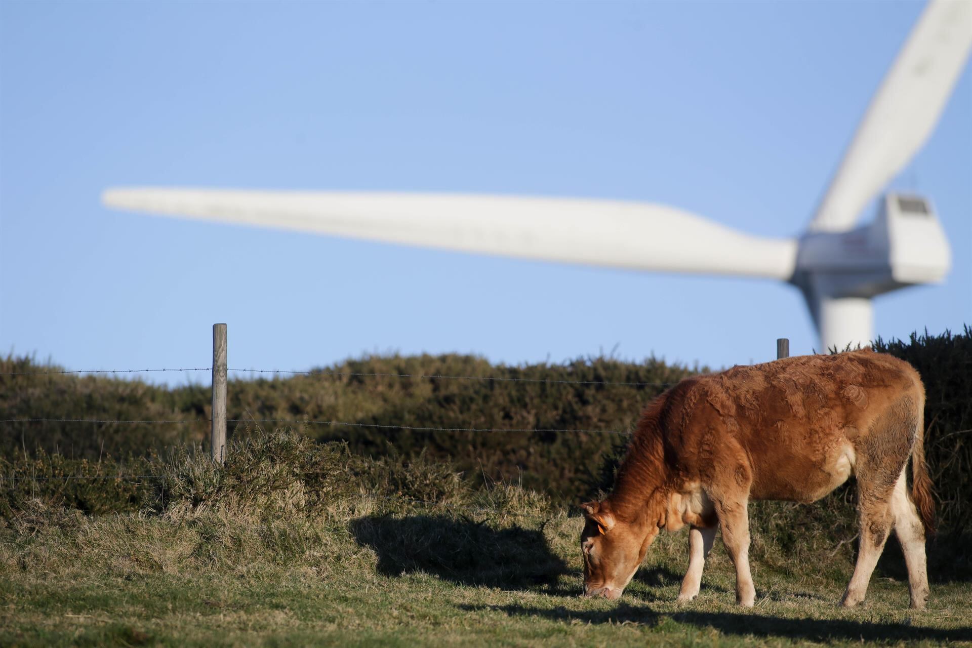 Una vaca pasta frente a un aspa de un aerogenerador - Carlos Castro