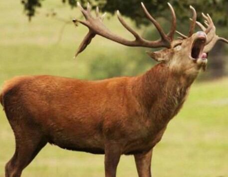 La brama del cérvol és un espectacle que s'ha de gaudir amb respecte. Foto: elmon.cat/Generalitat