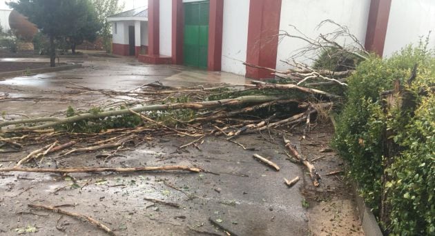 Las fuertes rachas de viento han arrancado un alto porcentaje de árboles en las instalaciones de Vinícola de Valdepeñas