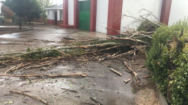 Las fuertes rachas de viento han arrancado un alto porcentaje de árboles en las instalaciones de Vinícola de Valdepeñas