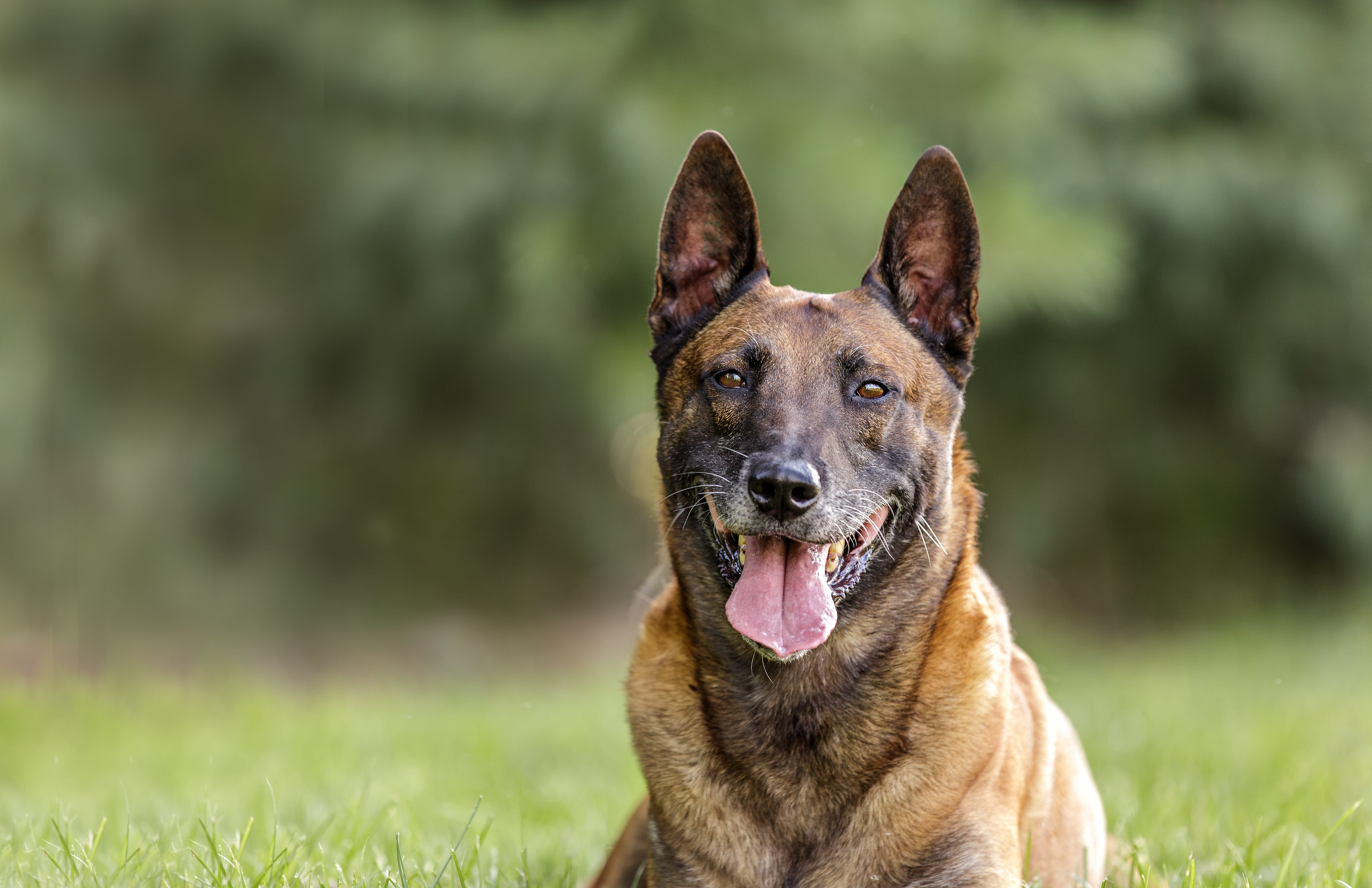 La raça de gos dels Malinois Belga