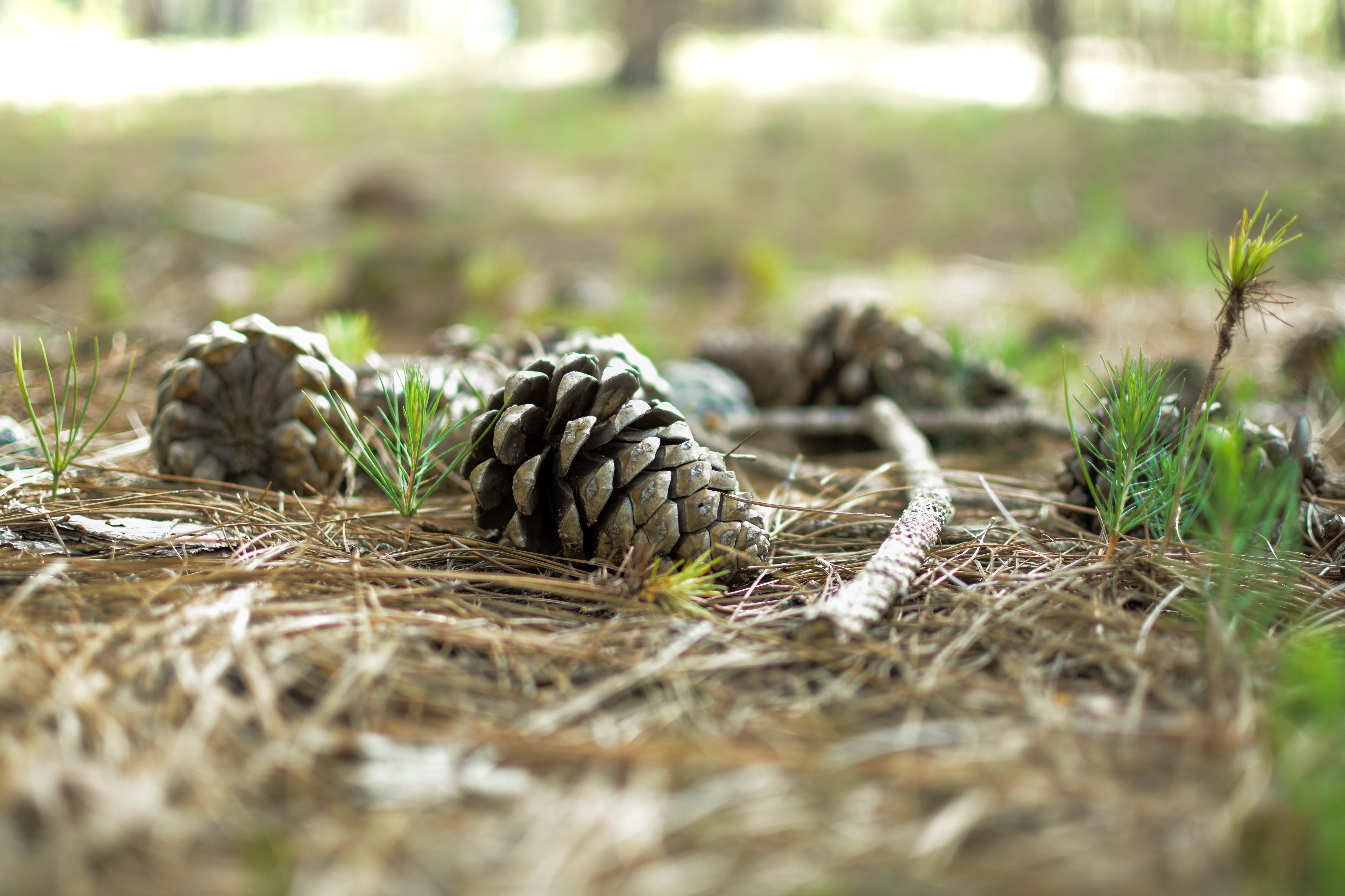 Hay demasiados árboles en los bosques de la Comunitat Valenciana