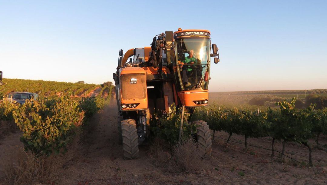 Maquina vendimiadora en Montilla Moriles 