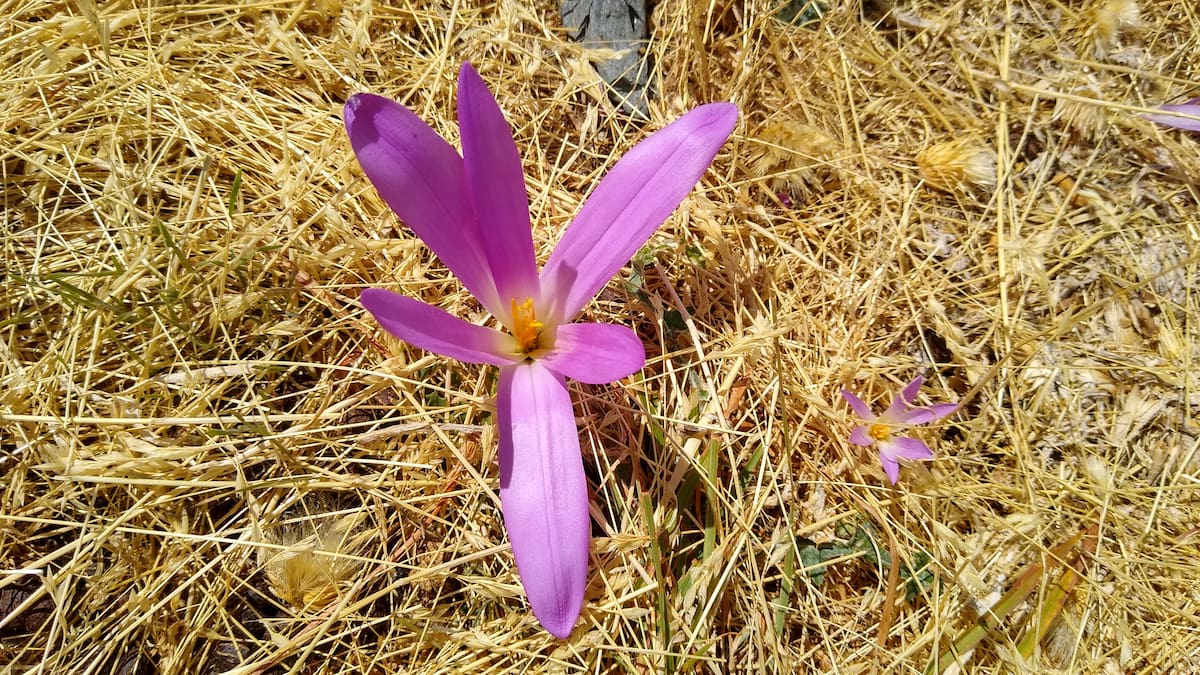 La hoja en verde: 'Quitameriendas' o 'Ahuyentapastores'