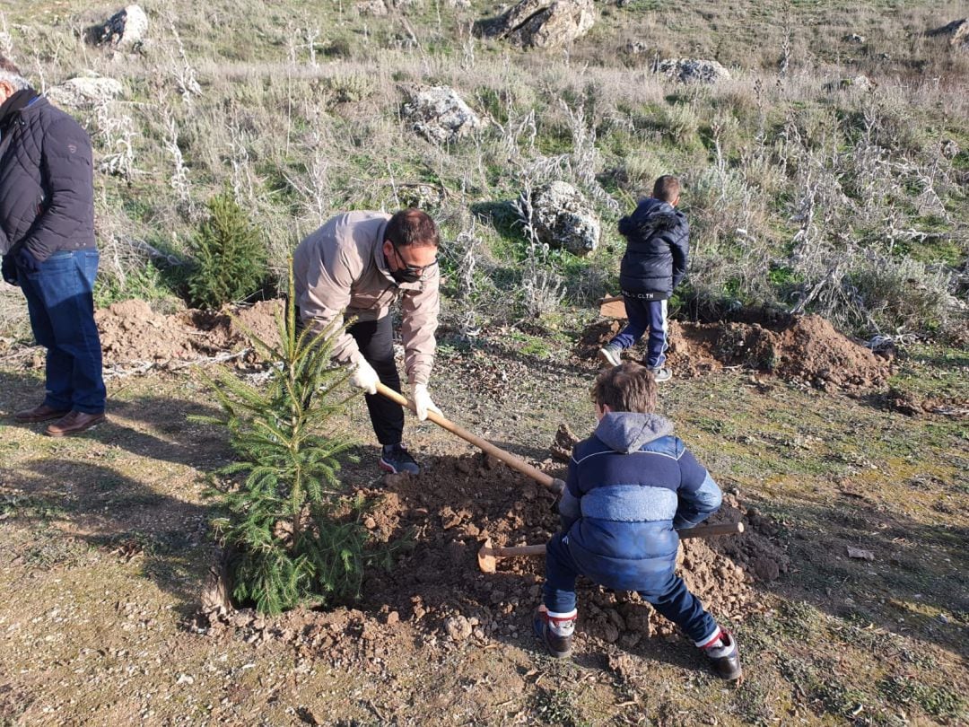 Plantando abetos