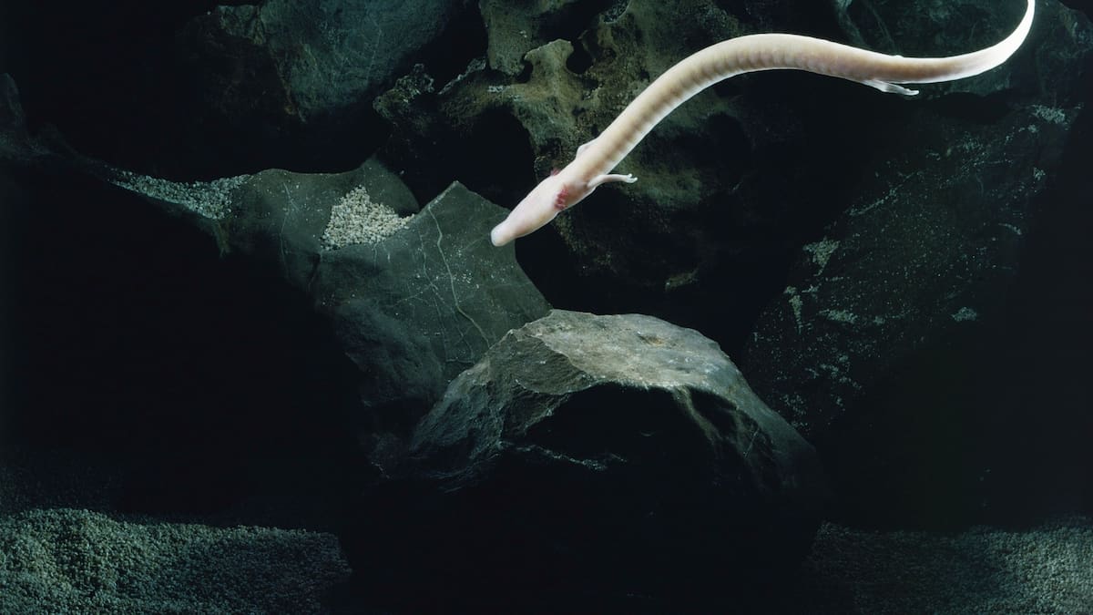 Nuestra naturaleza: Conociendo al Pez Humano