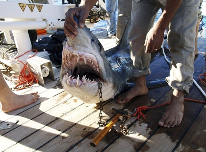 Un pescador sostiene la cabeza del tiburón que atacó a cuatro turistas este miércoles en el mar Rojo