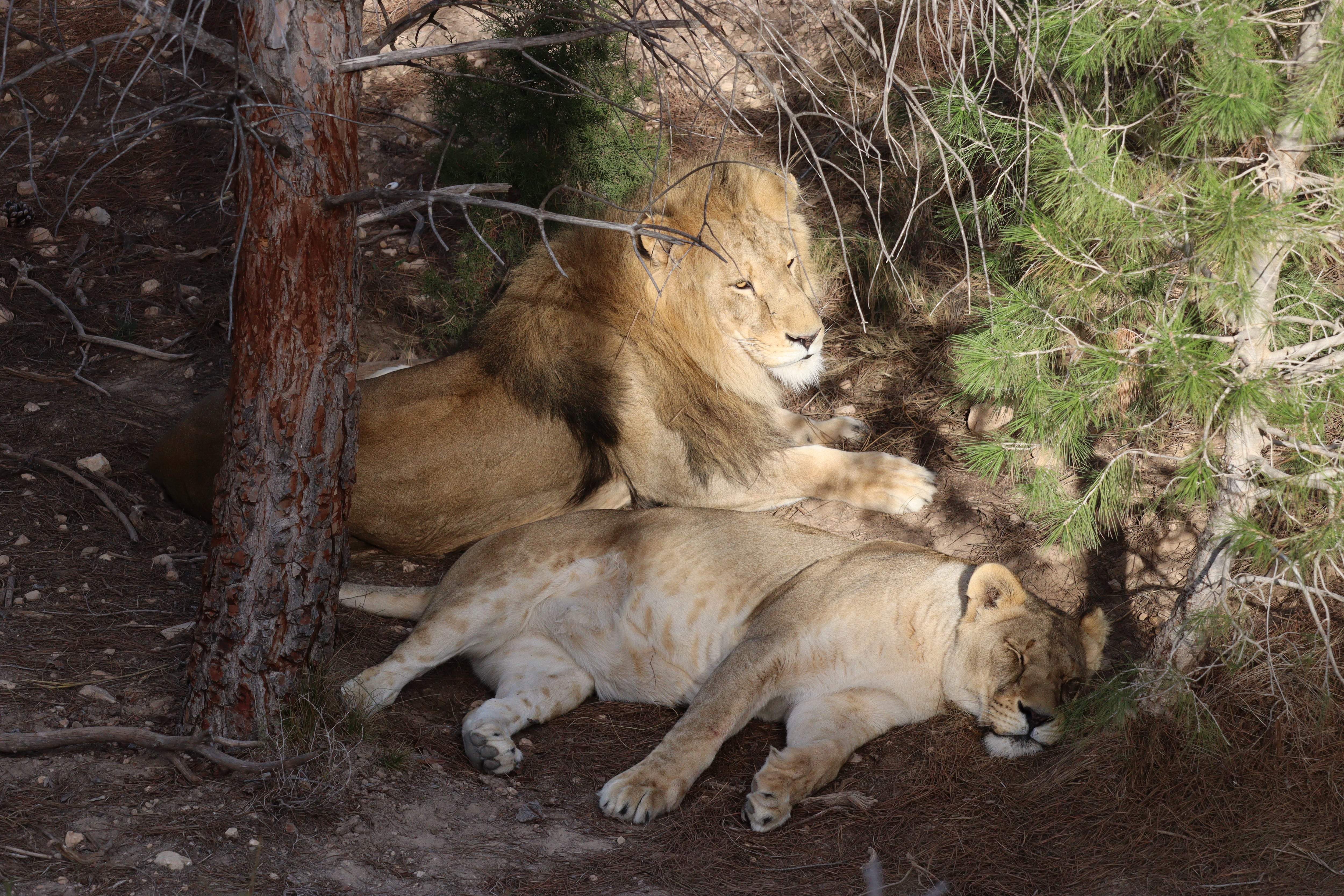 Leones