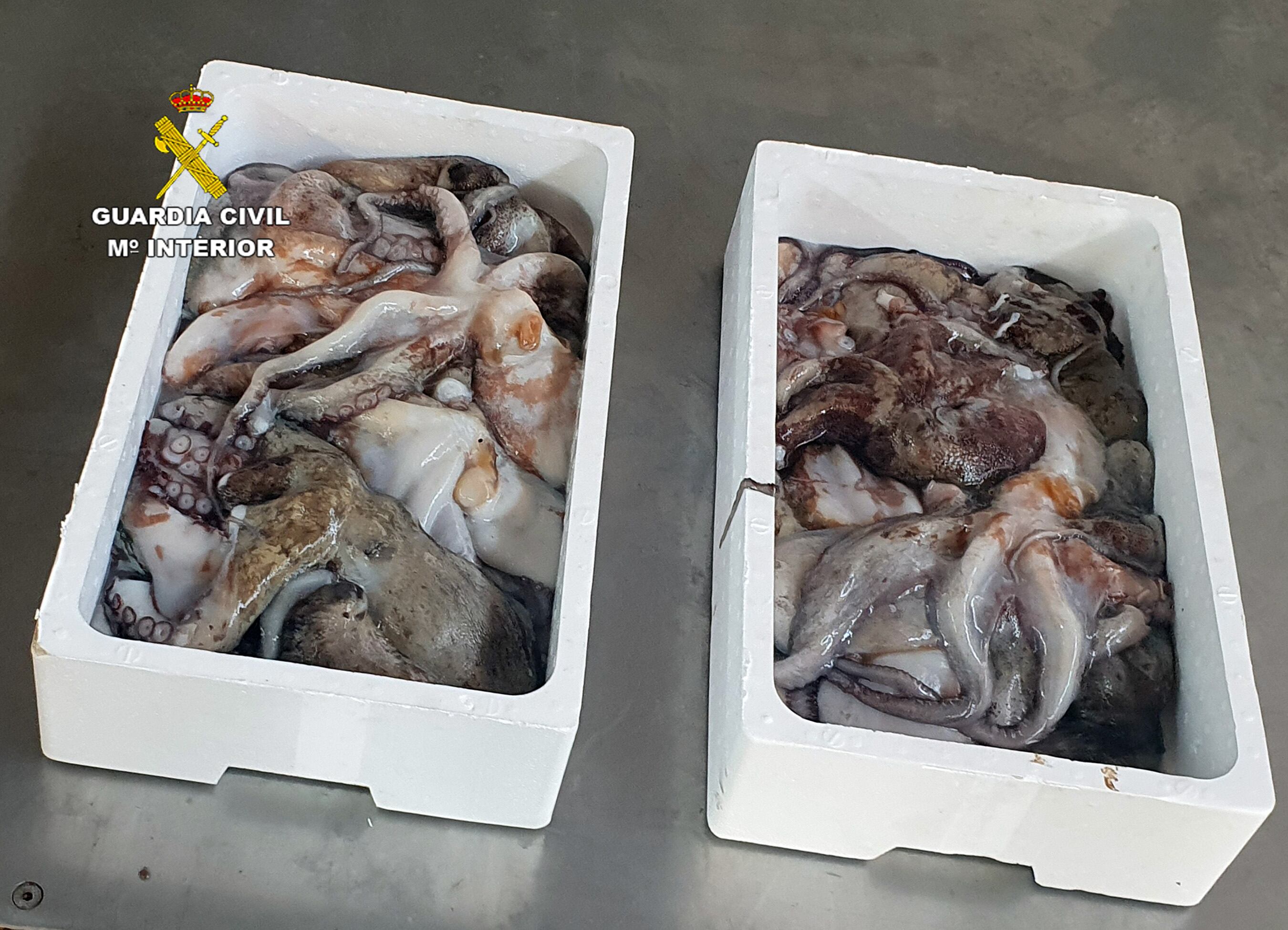 Pulpo incautado por la Guardia Civil en Águilas