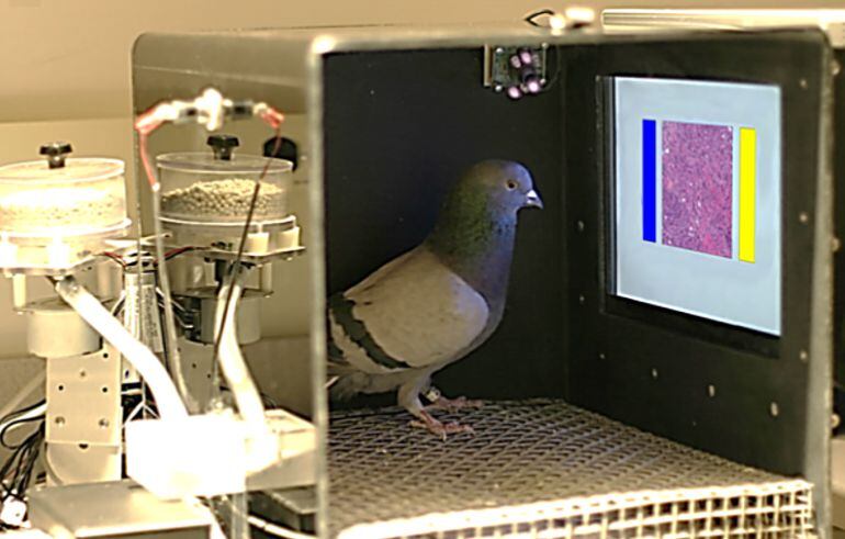 Las pruebas de laboratorio que se desarrollaron con palomas. 