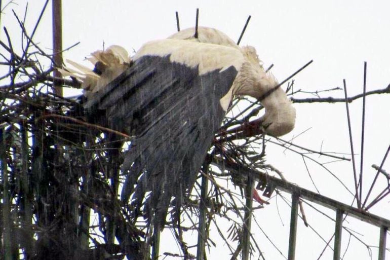 La cigüeña ensartada en los hierros de la torre