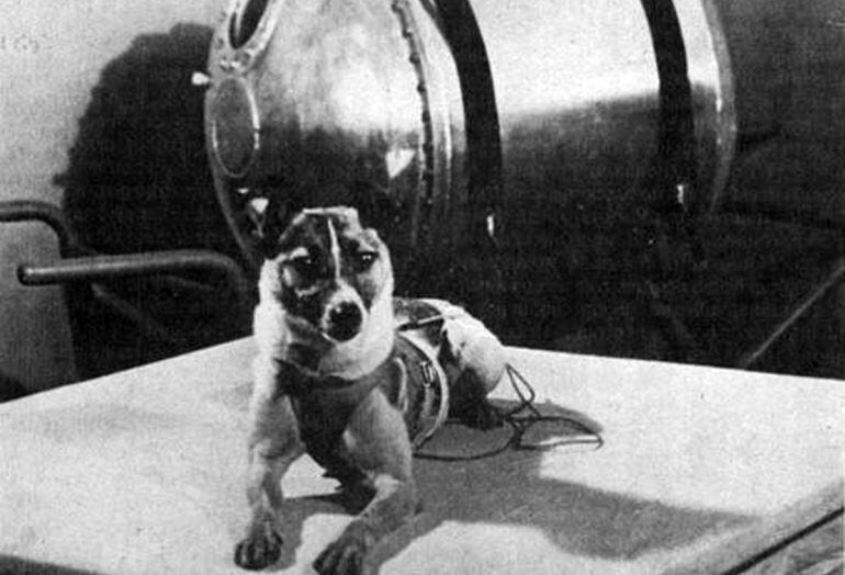 La perra Laika antes de su misión espacial