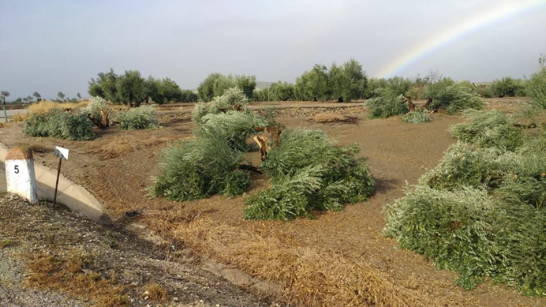 Cientos de olivos cortados de forma &quot;indiscriminada&quot;, según denuncia el PP de Porcuna