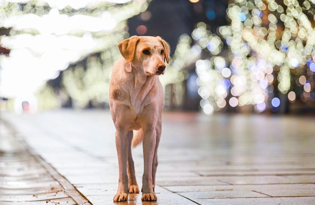 Modepran afirma que cada vez hay más perros abandonados en la ciudad de València. 