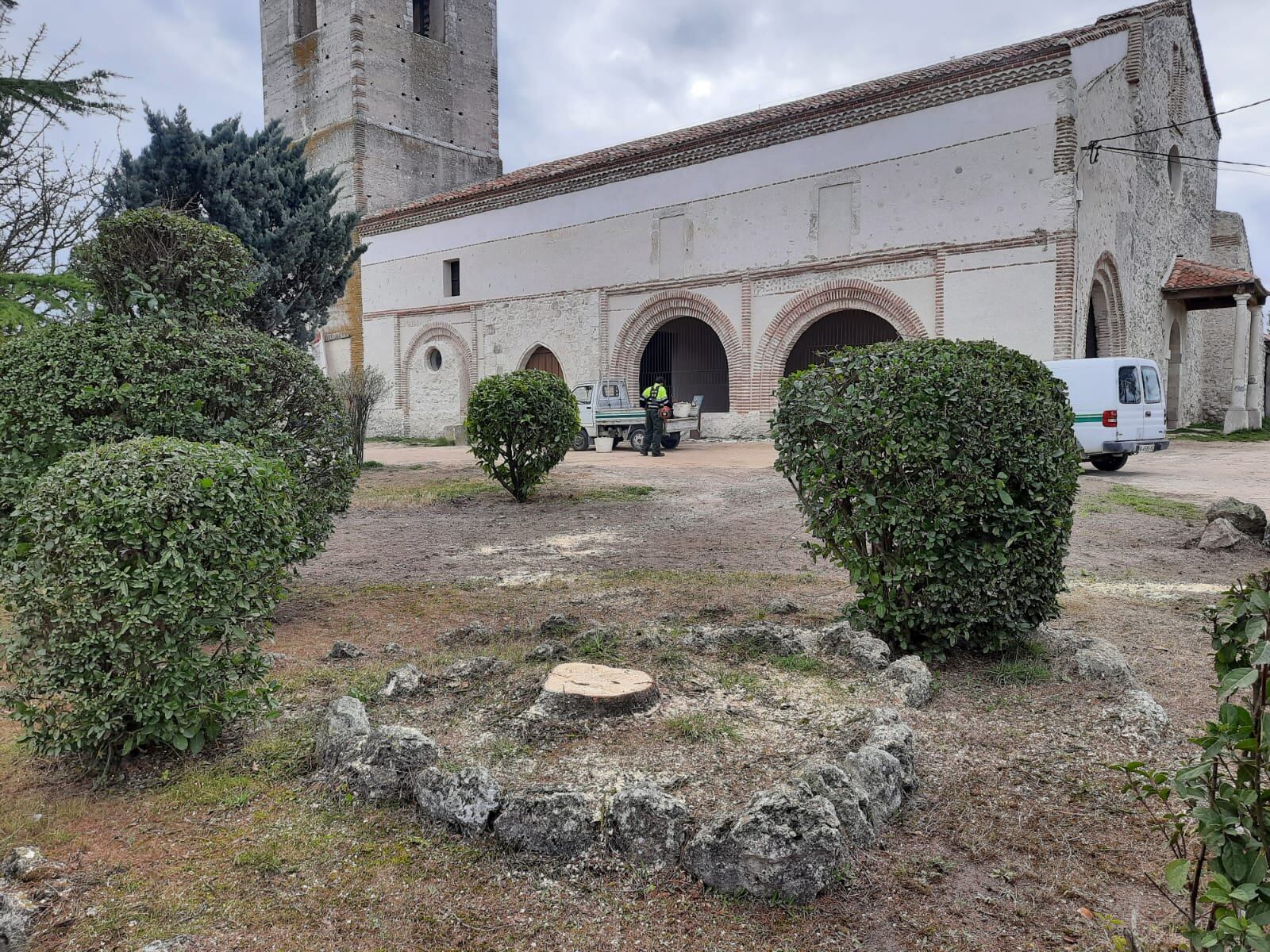 Base de un árbol talado en la iglesia de la Cuesta de Cuéllar