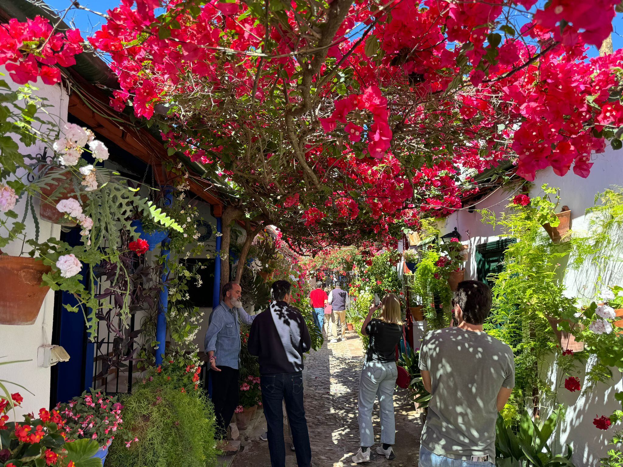 Córdoba recibe a miles de personas para visitar sus patios en flor abiertos al mundo, una fiesta declarada Patrimonio de la HumanidadJ