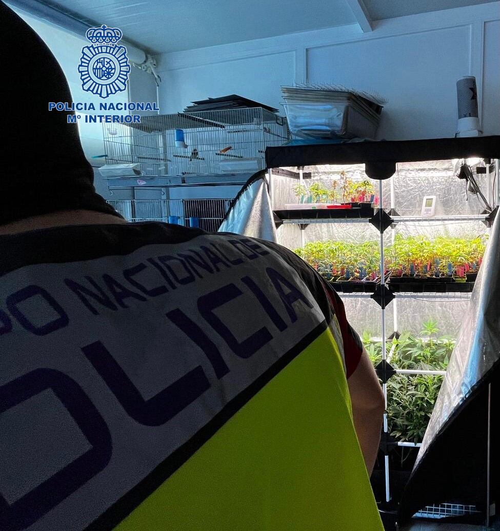 Imagen facilitada por la Policía de la plantación