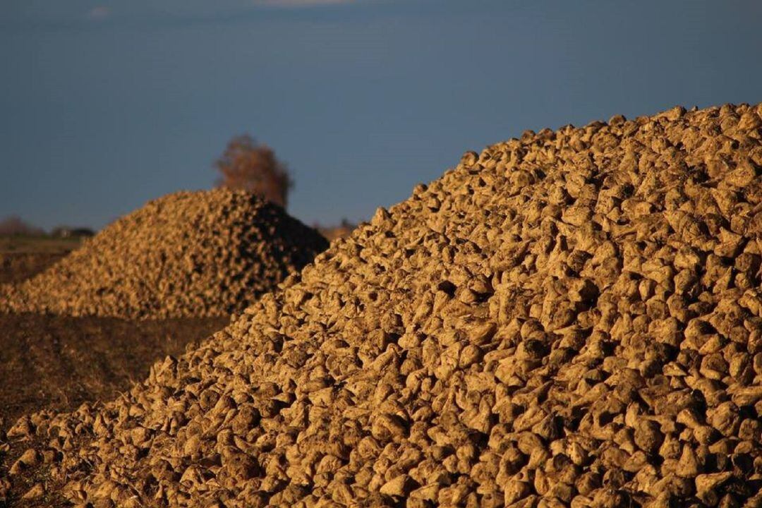 Los cultivadores de remolacha de la zona están preocupados por el futuro del sector