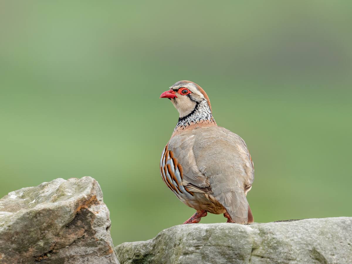 Claudio Sánchez. Director de la prueba