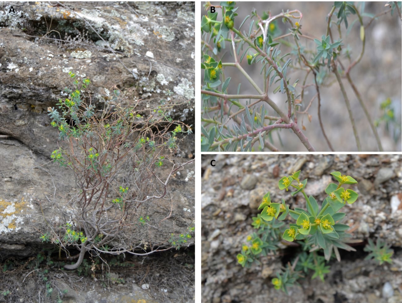 Detalles de  ‘Euphorbia guadalhorcensis’