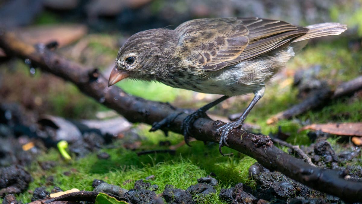 Nómada del viento, con Juan José Sanz (11/06/2025)