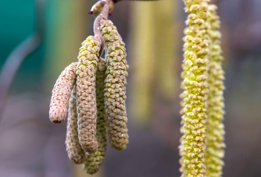 Flor de la avellana, que puede ser bastante alérgica.