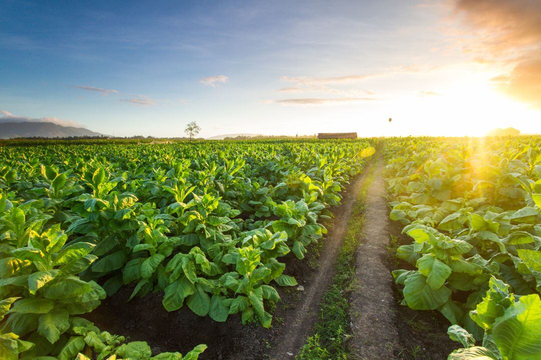 Archivo. Tabaco cultivo