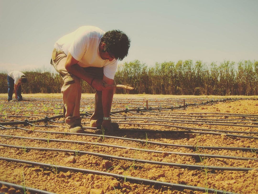 Finca en Fuentepinilla