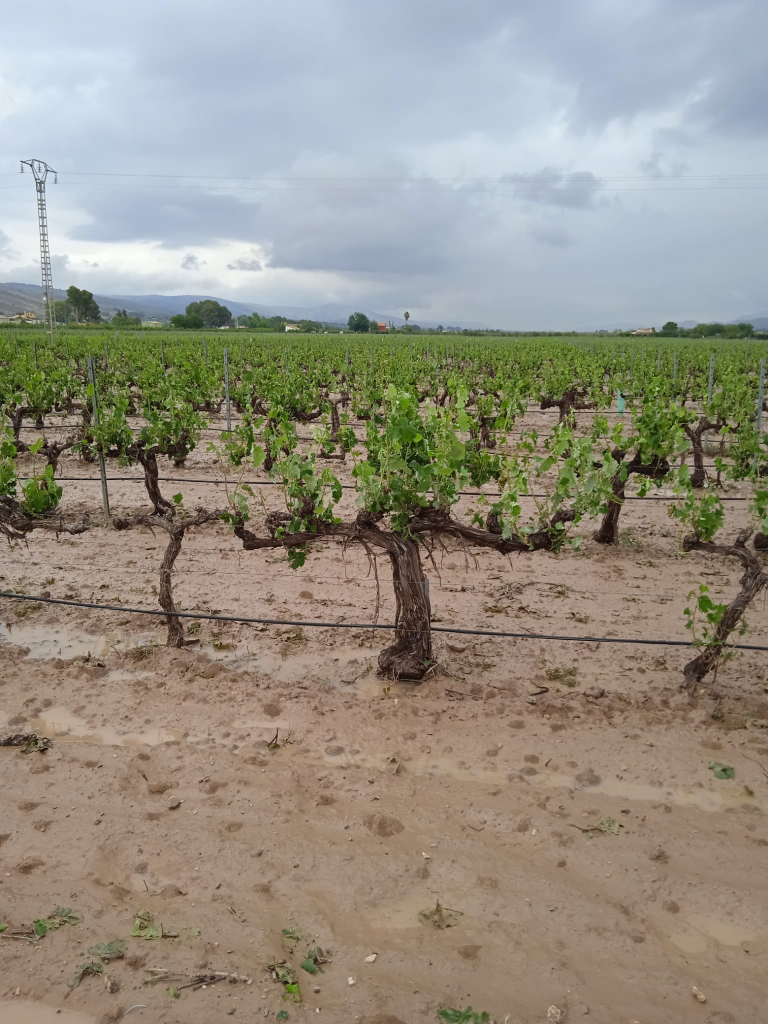 Cultivos afectados por el pedrisco