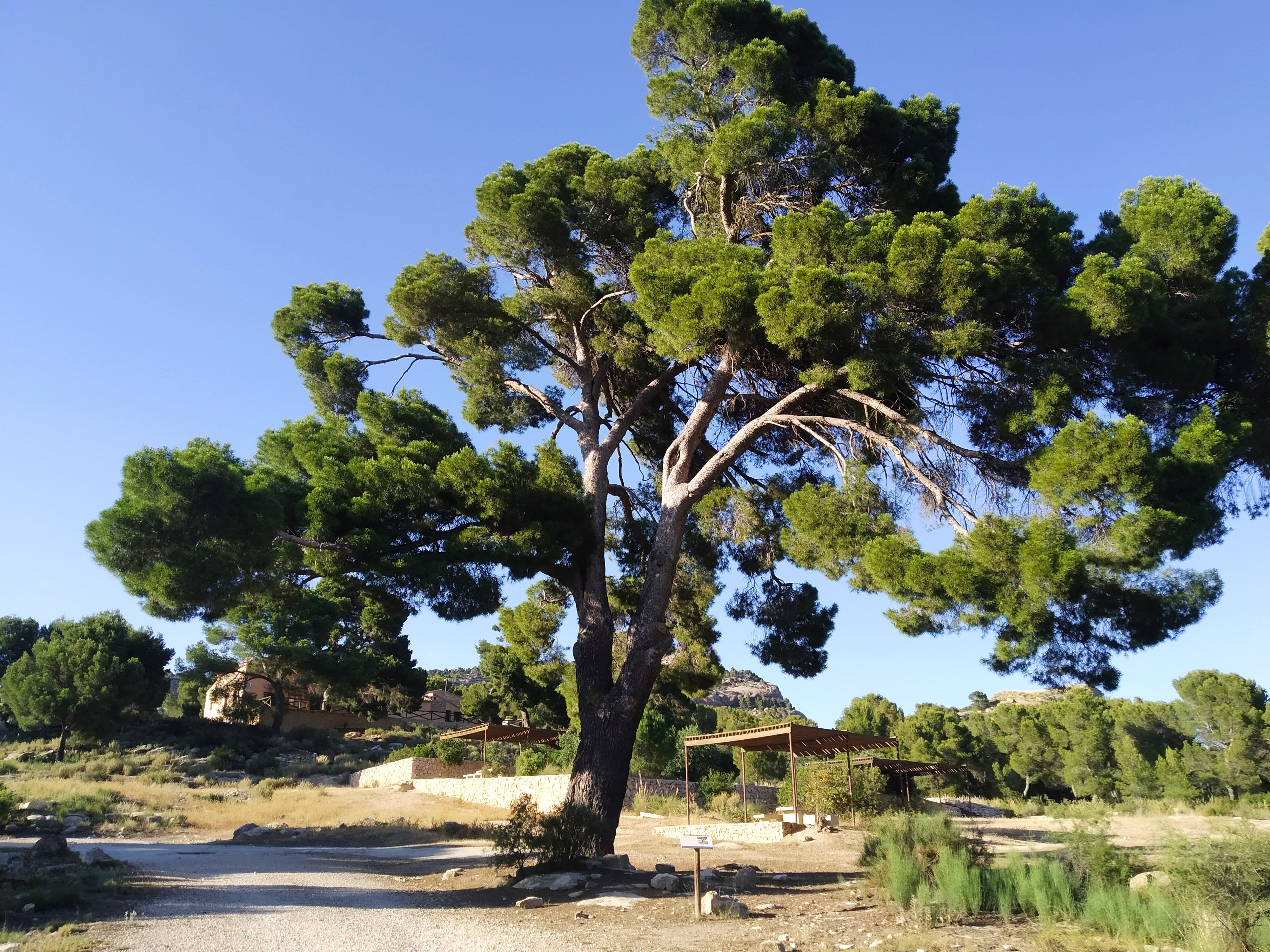 Un pino, catalogado como árbol singular, situado en el Monte Arabí